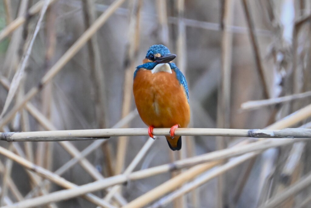 K川・カワセミ♂