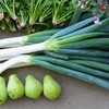 菜園・シモニタネギ今季初収穫