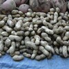菜園・10月10日のラッカセイ(オオマサリ)