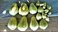 11月10日のハヤトウリ収獲