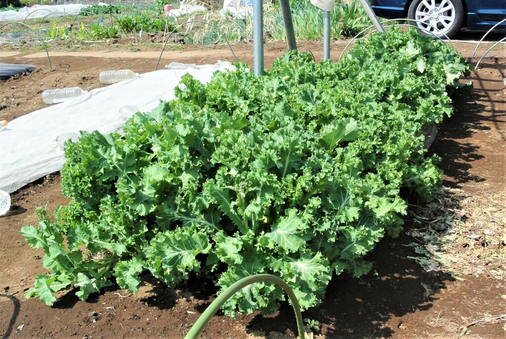 ちりめん冬菜（菜の花収穫用）