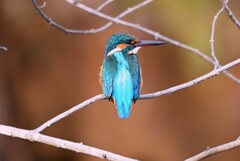 Ｋ川中流域・カワセミ♂若、下くちばしがほんのり紅い