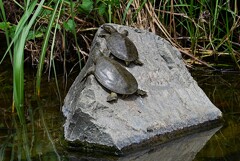 Ｋ川中流域・少し大きくなったスッポン2匹