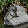 Ｋ川中流域・少し大きくなったスッポン2匹
