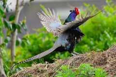 ④菜園今季初見初撮り・キジ♂ホロ打ち（1回目）