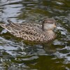 K川・今季初見初撮りのコガモ