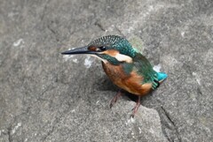 用水路・カワセミ巣立ちびな 