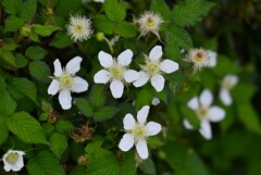 K川沿道・植込みのクサイチゴ