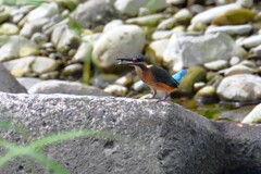 K川・下流域に居たカワセミ♂若、エビ捕食