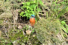 K川のカワセミ♂若
