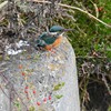 K川・クコの実とカワセミ♀