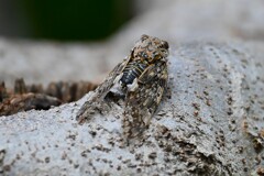 用水路・一生懸命鳴くニイニイゼミ♂