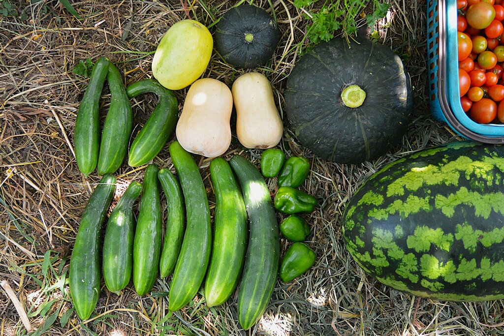 菜園・7月28日キュウリ、カボチャなどの収穫 