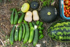 菜園・7月28日キュウリ、カボチャなどの収穫 