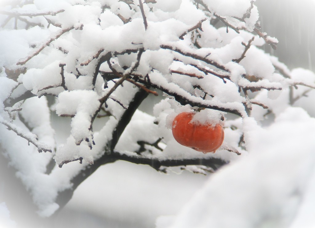 11月、観測史上初の雪..