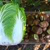 菜園・ハクサイ&初収穫サトイモ