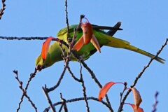用水路・サクラの芽を食べるワカケホンセイインコ♀