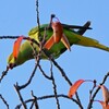 用水路・サクラの芽を食べるワカケホンセイインコ♀