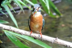 ６・アオダイショウとの戦いの間に腹ごしらえのカワセミ♀