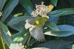 用水路・ビワの蜜を吸うメジロ 