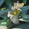 用水路・ビワの蜜を吸うメジロ 