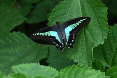 用水路・アオスジアゲハ、イラクサの上でひと休み