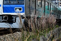 ススキ沿線・西武6000系バックのススキ