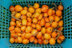 菜園・豪農のビワ収穫