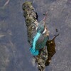 K川源流域・エビを捕ったカワセミ♀若