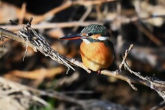 K川下流域・対岸よりカワセミ♀若