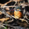 K川下流域・対岸よりカワセミ♀若