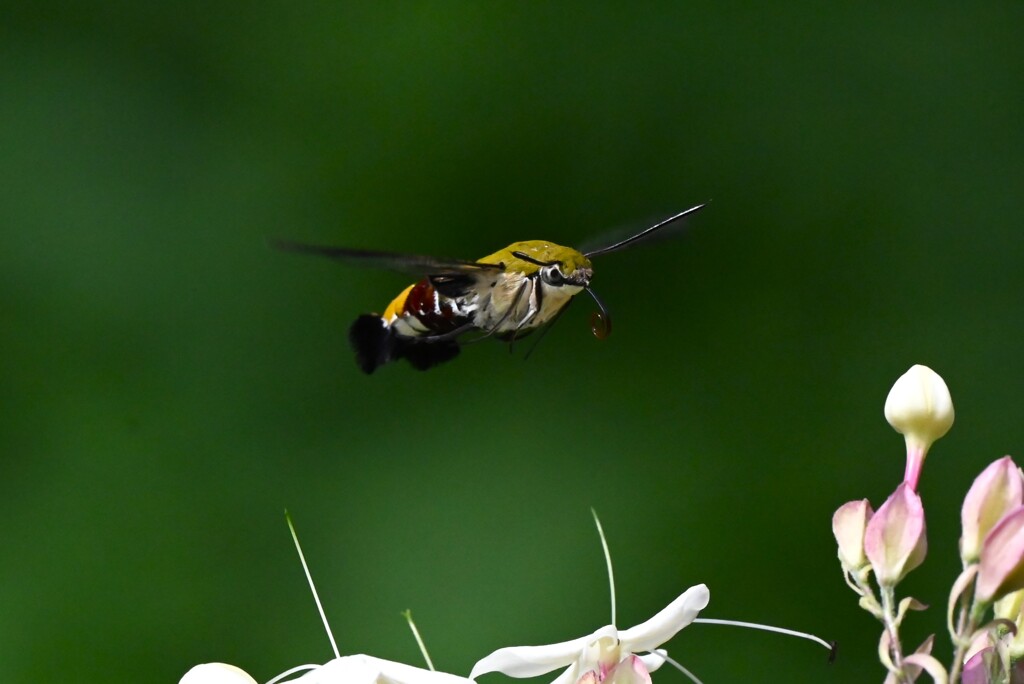 K川・クサギの花とオオスカシバ 