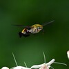 K川・クサギの花とオオスカシバ 