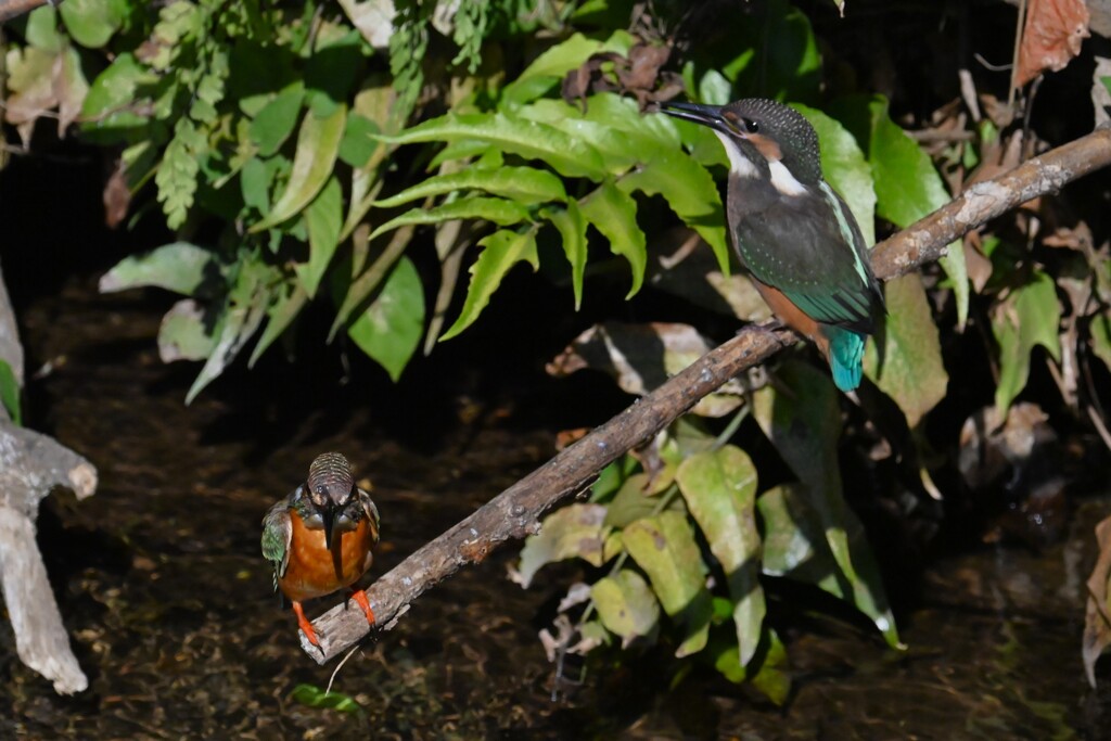 用水路・カワセミひなへの給餌（用水路で初見初撮り）