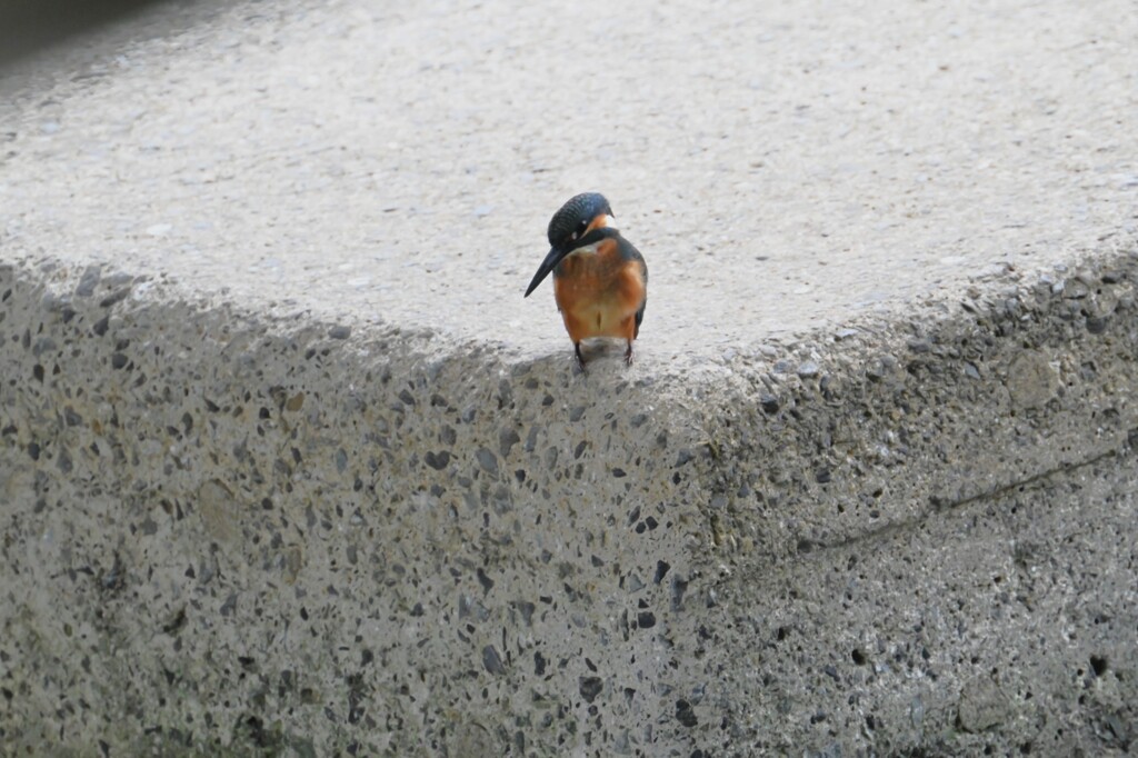 カワセミ♂若ご飯を求め・・