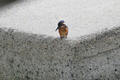 カワセミ♂若ご飯を求め・・