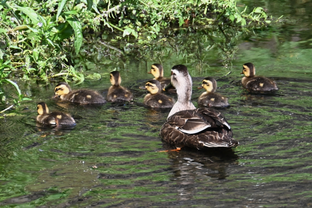 都内公園付近・カルガモ親子A組(ひな7羽)