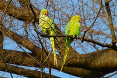 用水路・ワカケホンセイインコ♂♀