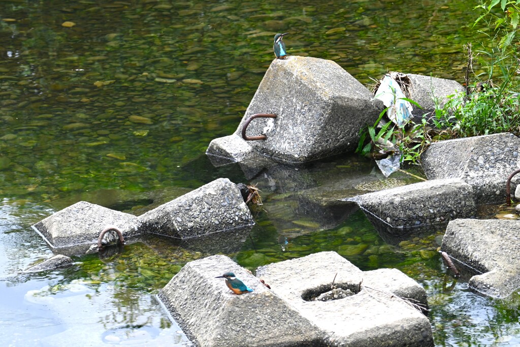 K川・巣立ちびな4羽乱舞....