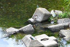 K川・巣立ちびな4羽乱舞....