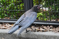 用水路・ハシブトガラス巣立ちびな
