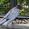 用水路・ハシブトガラス巣立ちびな
