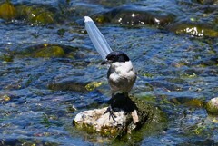 Ｋ川中流域・オナガの水浴び