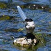 Ｋ川中流域・オナガの水浴び