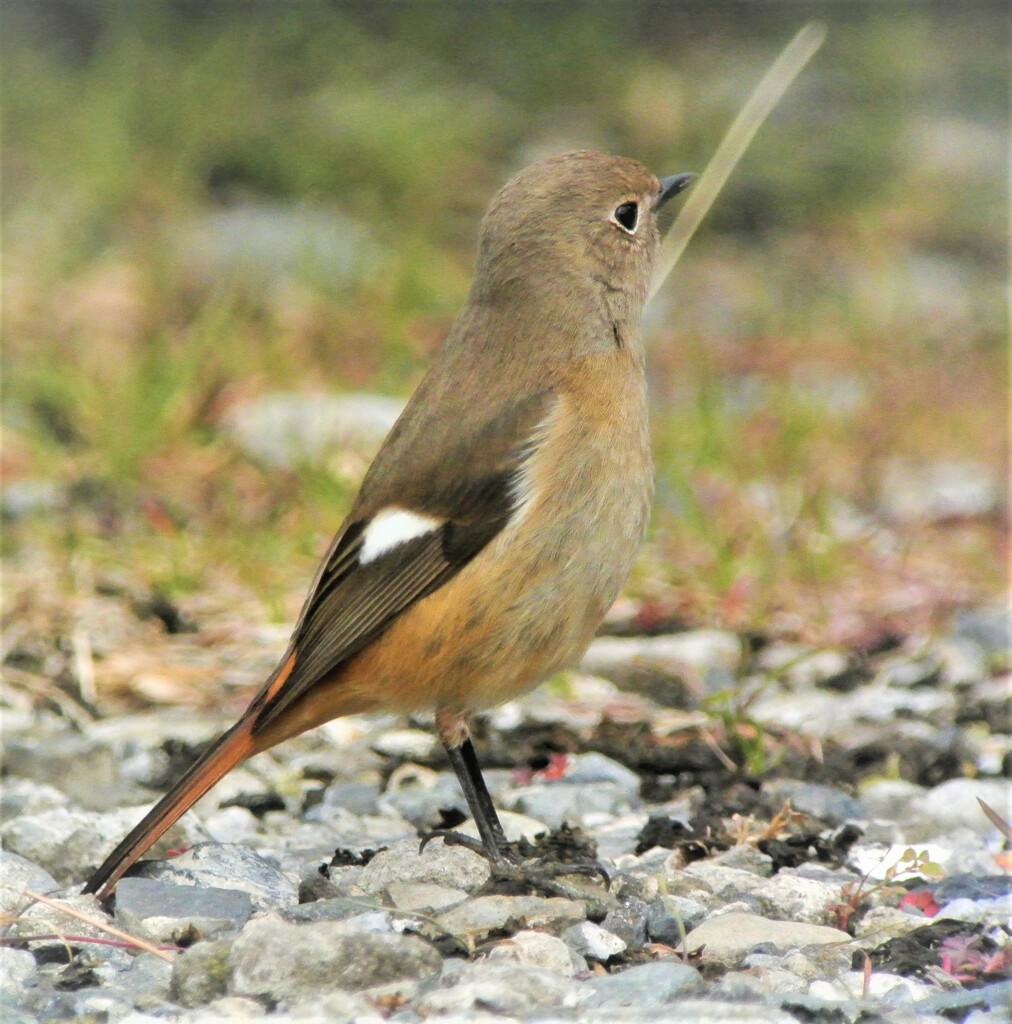 ジョウビタキ♀in四季の花