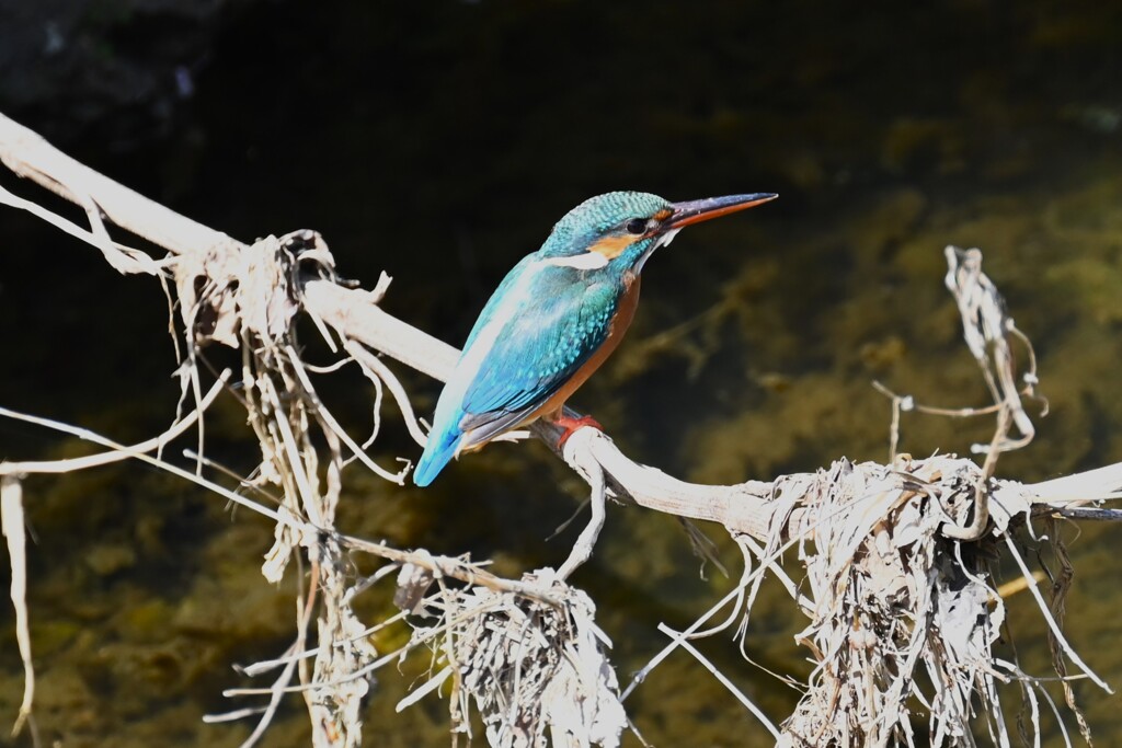 K川・中流域のカワセミ♀