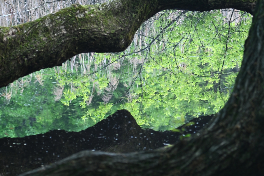 A公園・巨木と水鏡