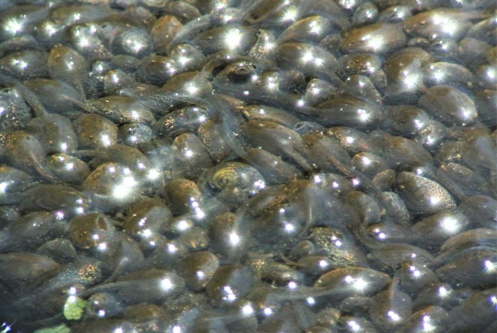 オタマジャクシ