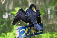 都内公園・カワウ 