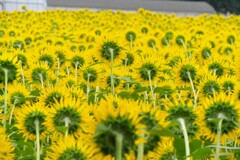 うしろからひまわり